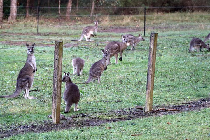 Wild Kangaroos, Blue Mountains and a Cruise