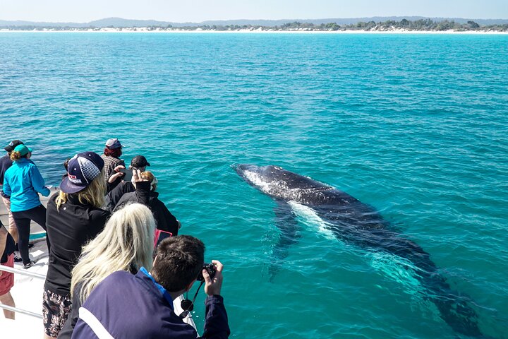 Half-Day K'gari Island Cruise Tour with Whale Search and Lunch