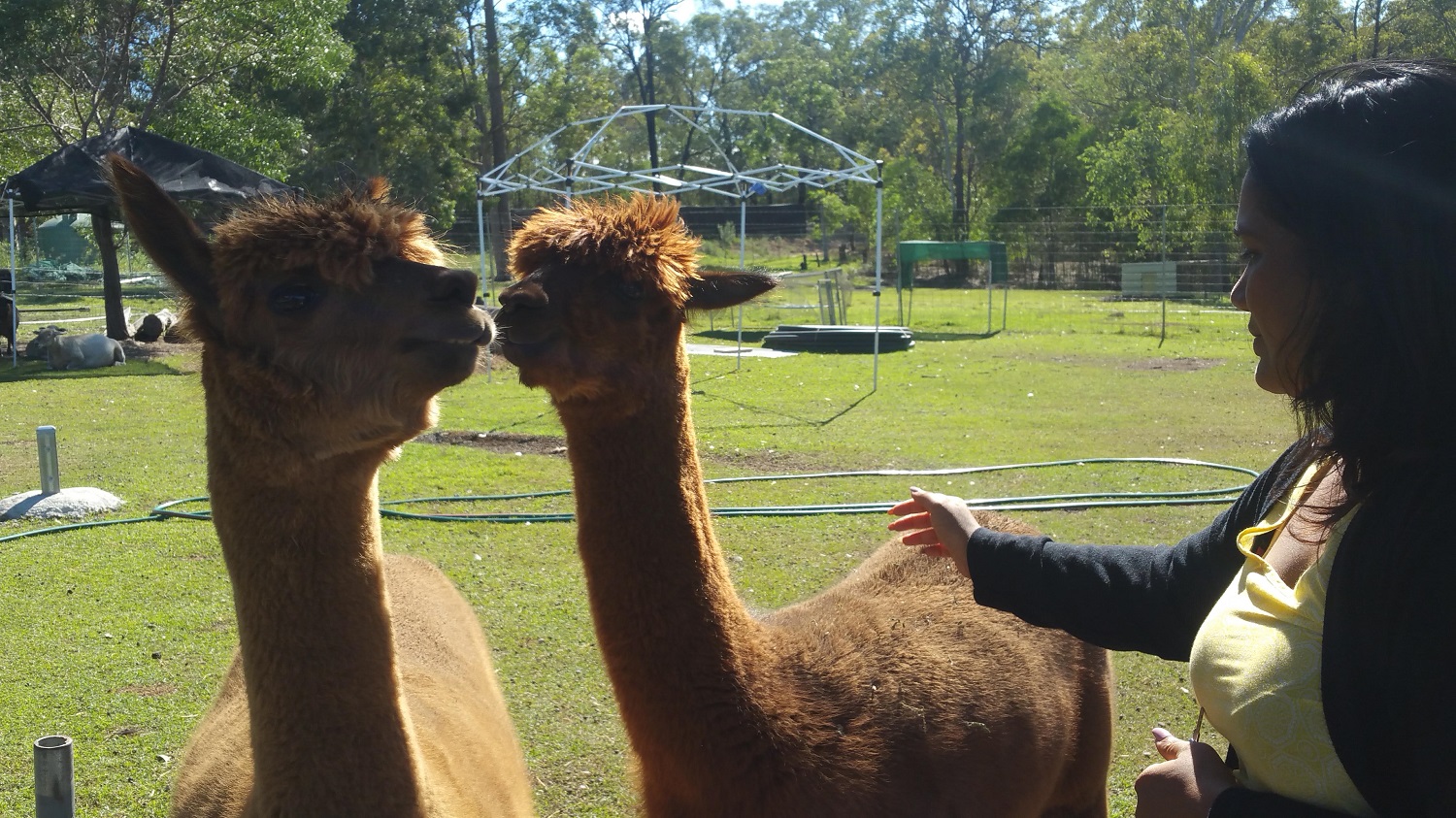 Half Day Alpacas Farm Tour