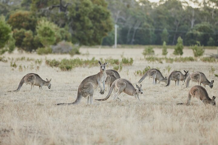 Private Day Trip to Nature's Wonderland Grampians Grandeur