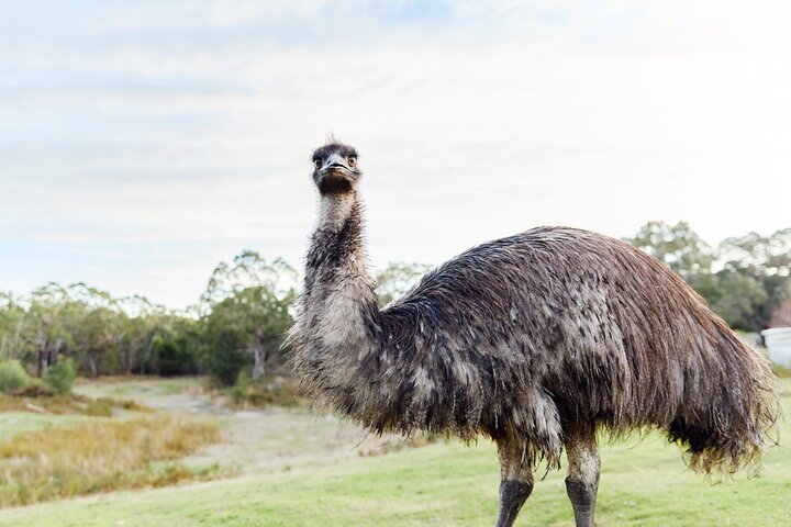 Private Day Trip to Nature's Wonderland Grampians Grandeur