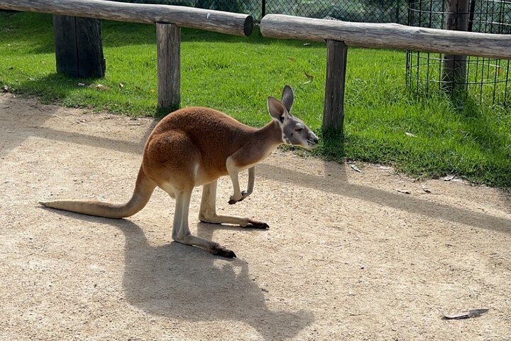 Luxury Private Blue Mountains Day Tour