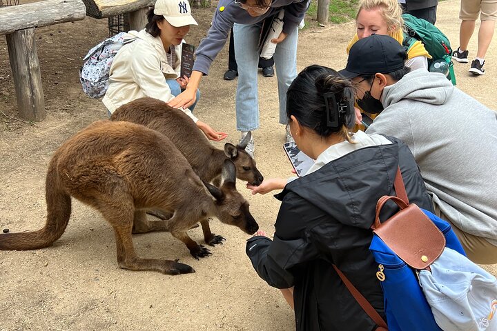 Luxury Private Blue Mountains Day Tour