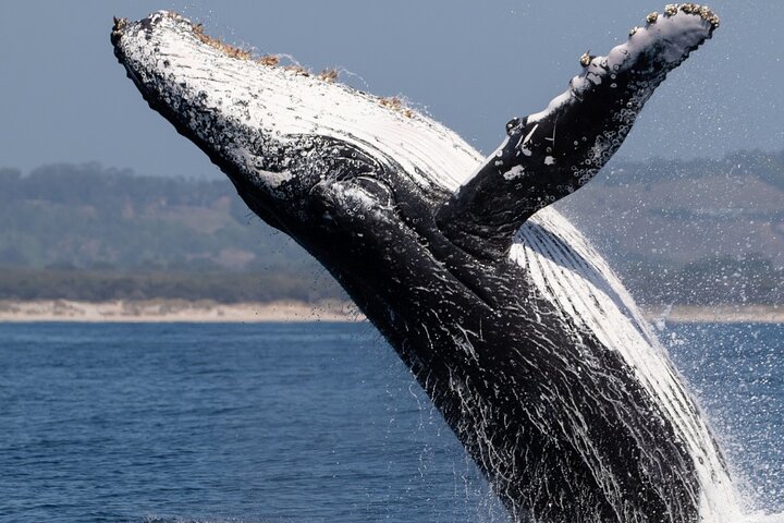 A Wild West Whale Watching Adventure in Perth