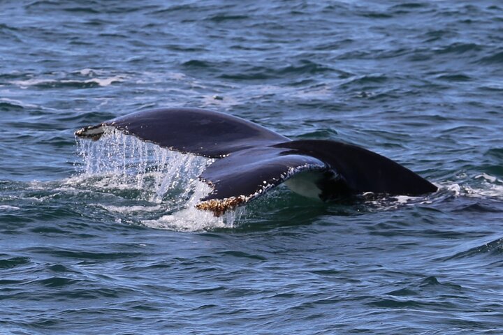 A Wild West Whale Watching Adventure in Perth