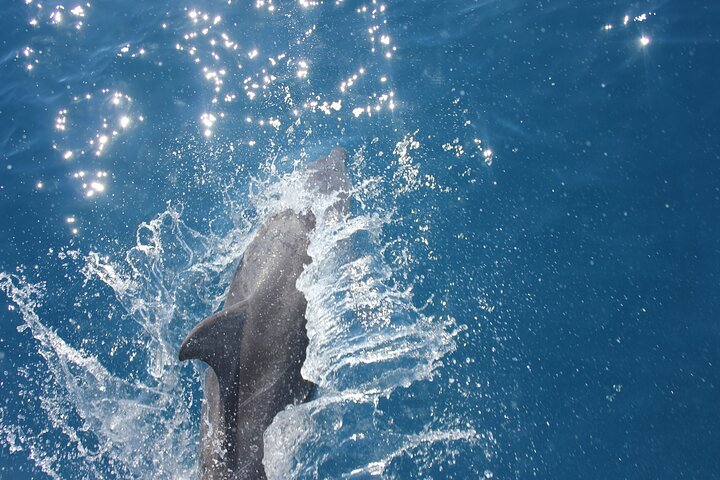 Half-Day K'gari Island Cruise Tour with Whale Search and Lunch