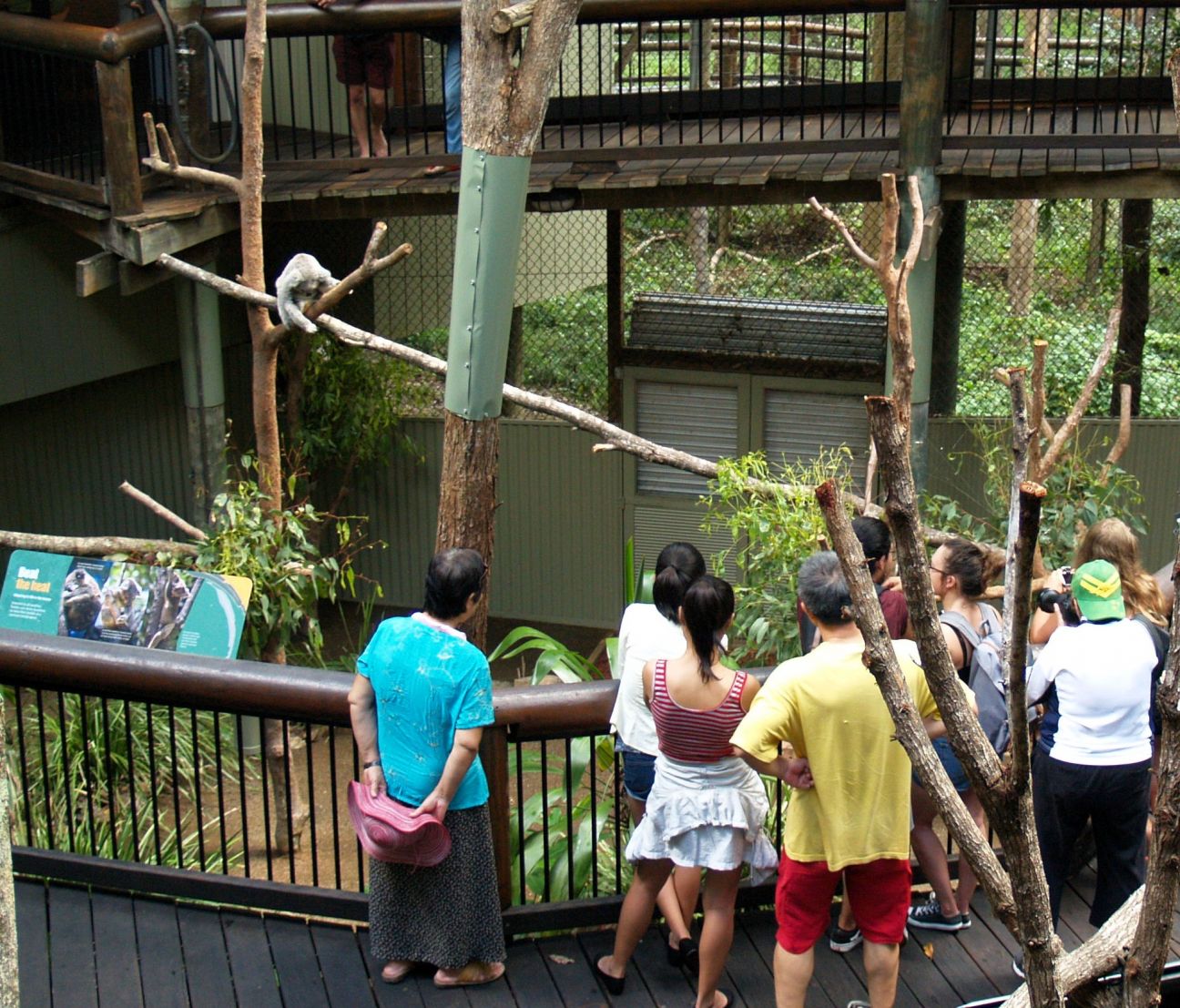 Gold Coast Serfer's Paradise - Koala Sanctuary, Delicious Yatala Pies and More!