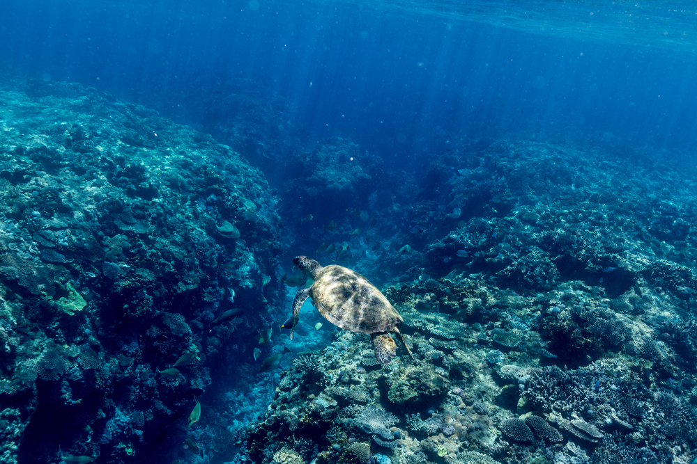 Lady Musgrave Island Outer Reef Double Dive Experience