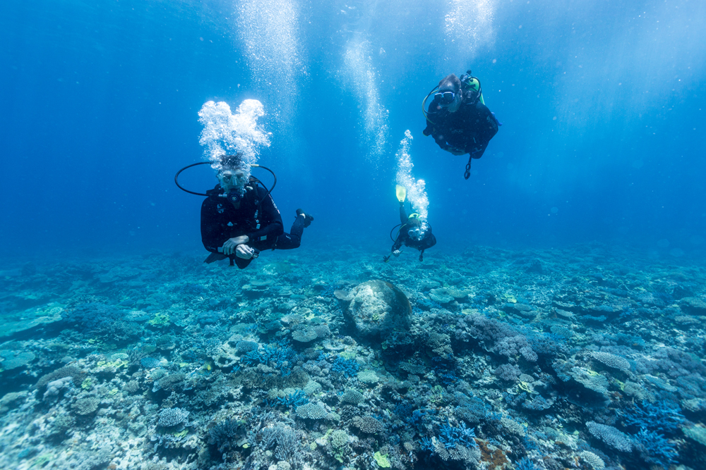 Lady Musgrave Island Outer Reef Double Dive Experience