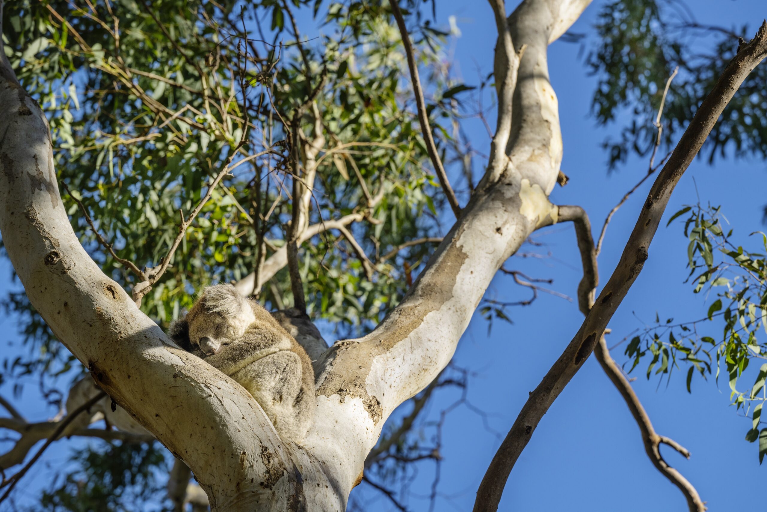 Waterfalls, Wildlife and Penfolds