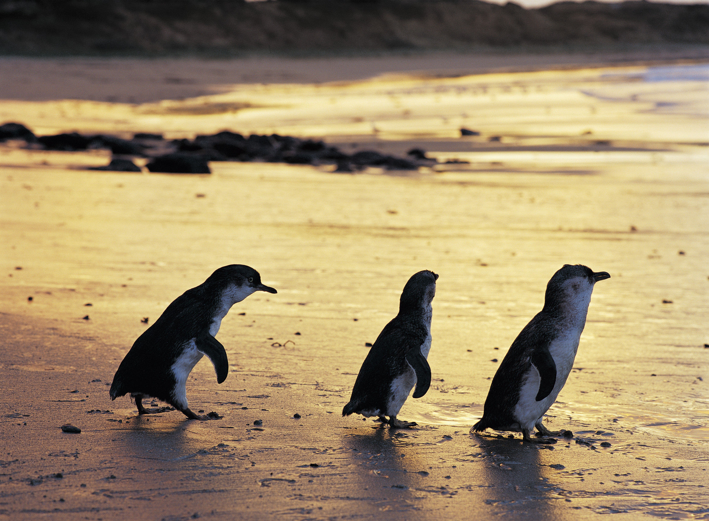 Penguin Parade, Maru Koala Animal Park & Brighton Bathing Boxes