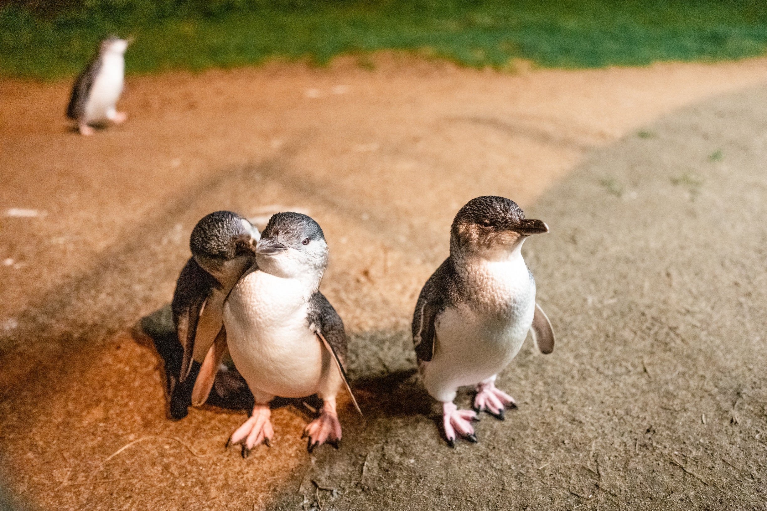 Penguin Parade, Maru Koala Animal Park & Brighton Bathing Boxes