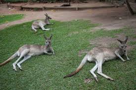 Private tour to Featherdale Wildlife Park