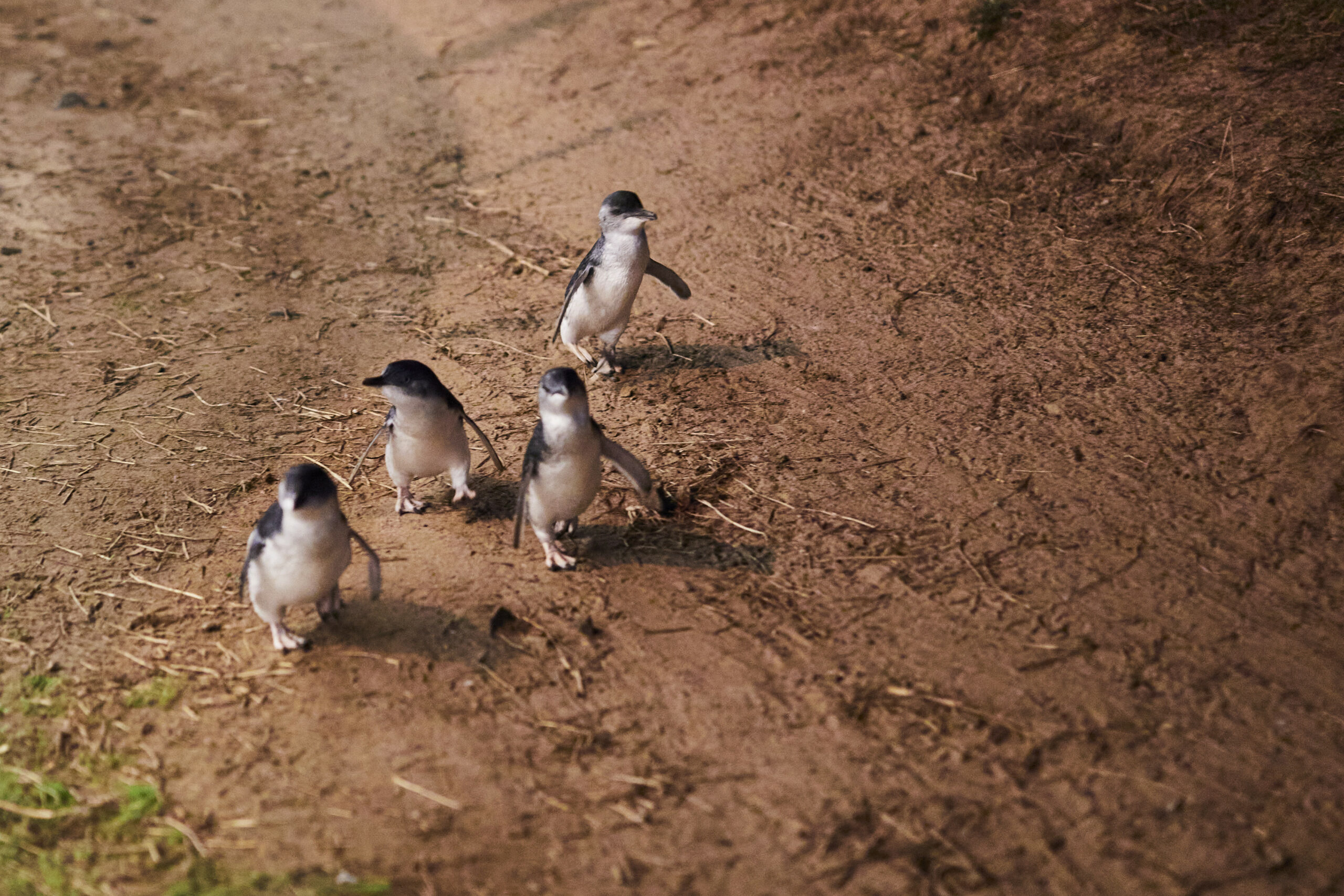 Penguin Parade, Maru Koala Animal Park & Brighton Bathing Boxes