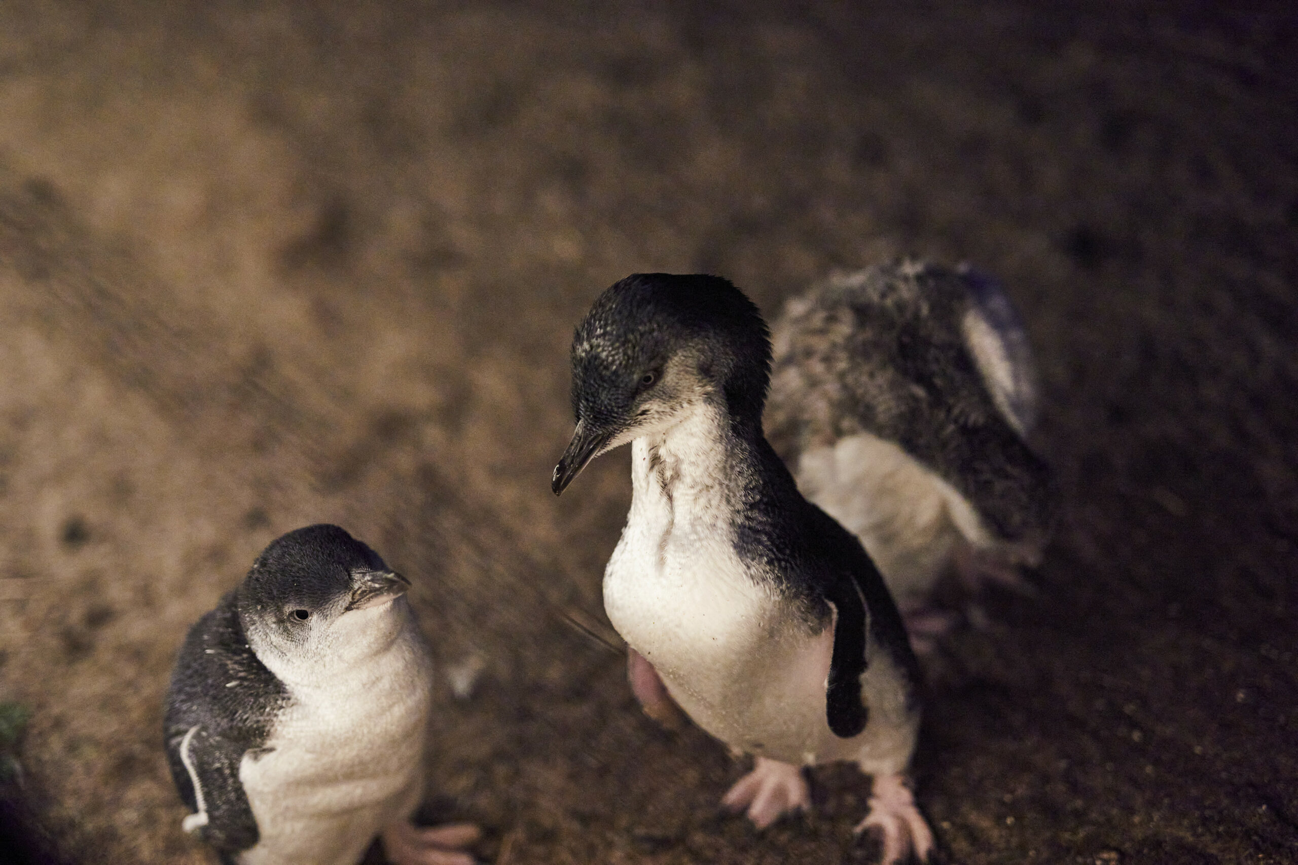 Penguin Parade, Maru Koala Animal Park & Brighton Bathing Boxes