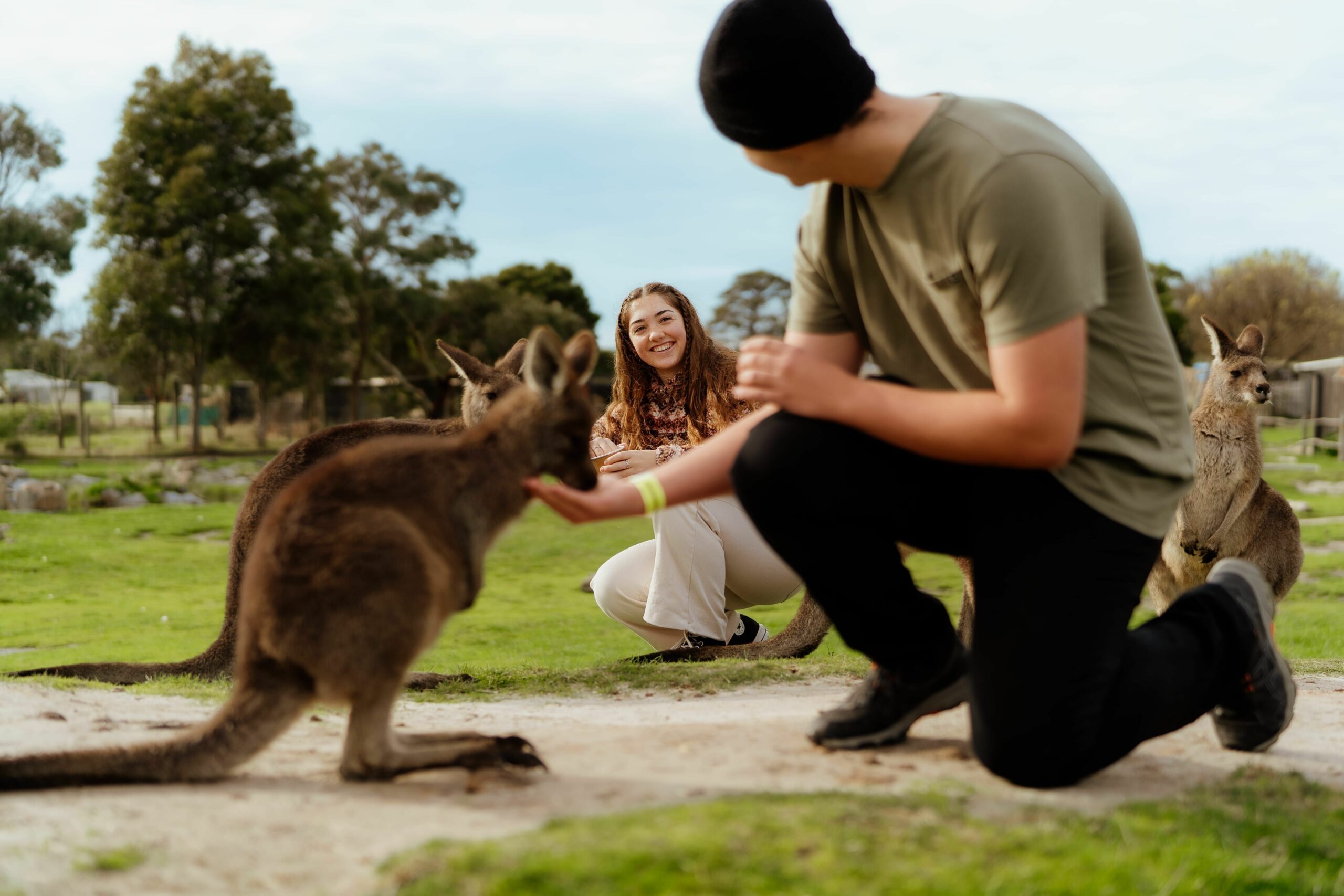 Penguin Parade, Maru Koala Animal Park & Brighton Bathing Boxes