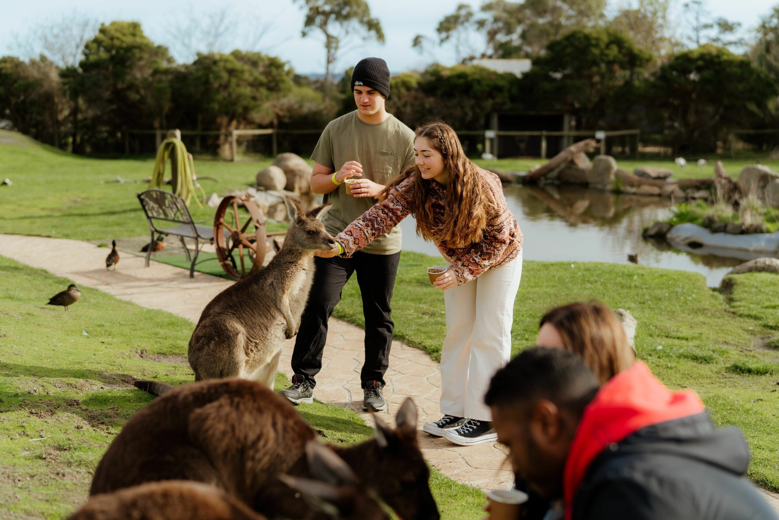 Penguin Parade, Maru Koala Animal Park & Brighton Bathing Boxes