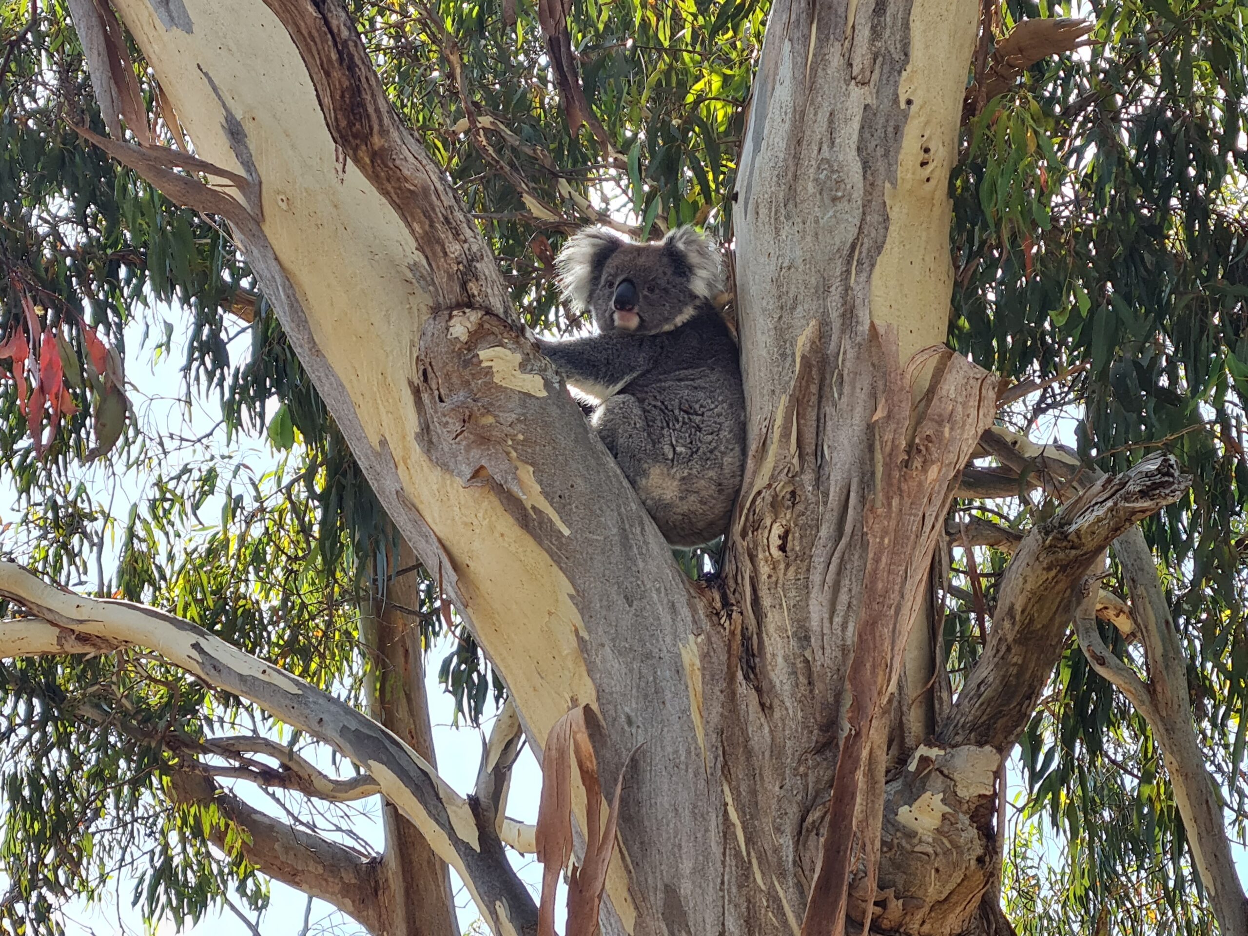 Steamranger Railway, Adelaide Hills and Hahndorf Day Tour