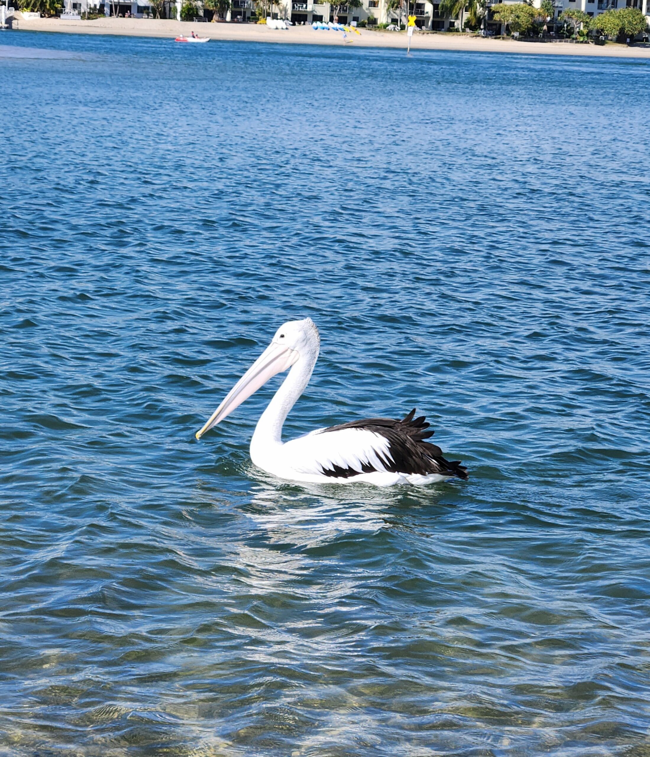 Stand Up Paddle Tour / Lesson Noosa Heads  - 2 Hour