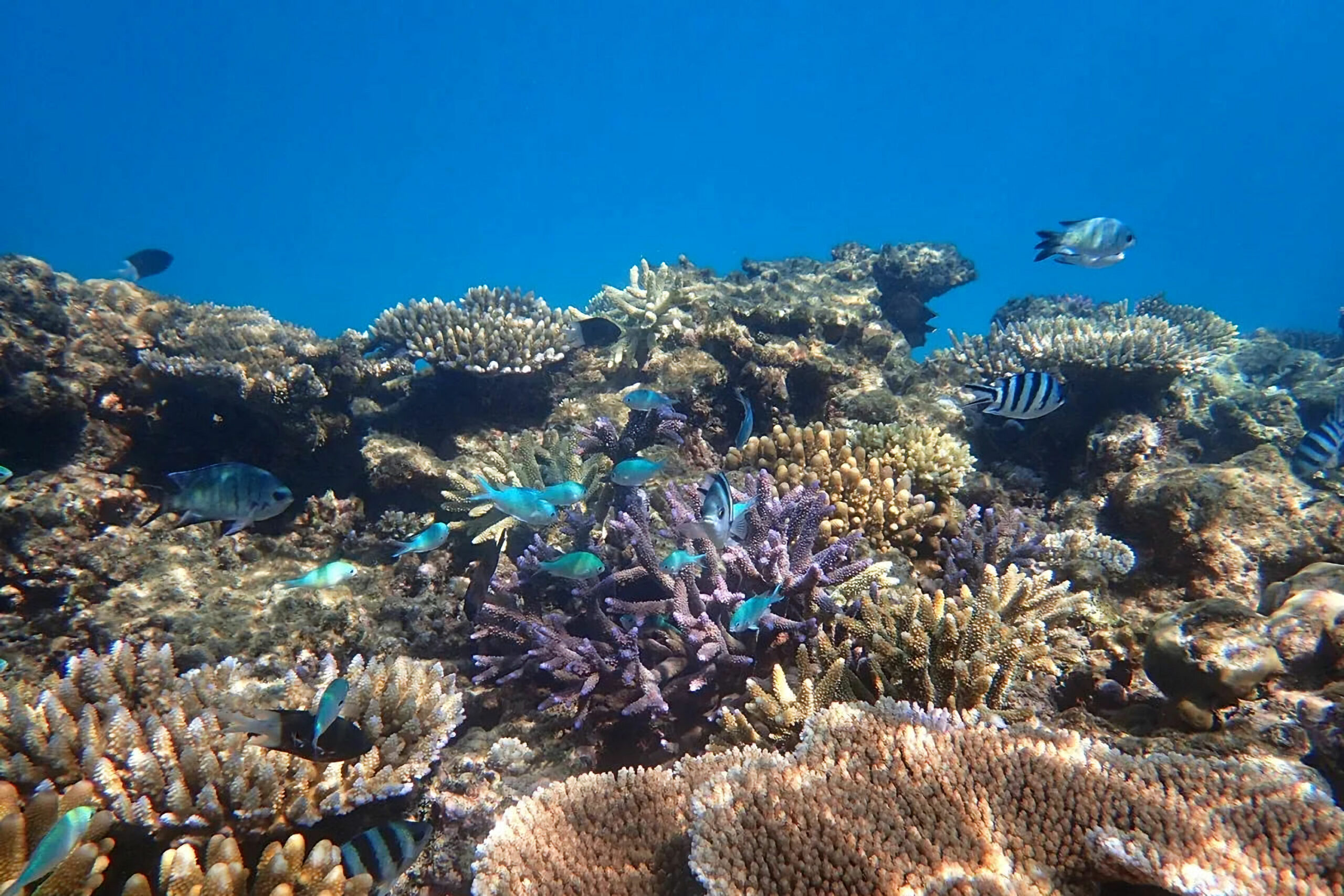 Reef & Island | Outer Great Barrier Reef & Dunk Island | Mission Beach Day Return | 9.00am