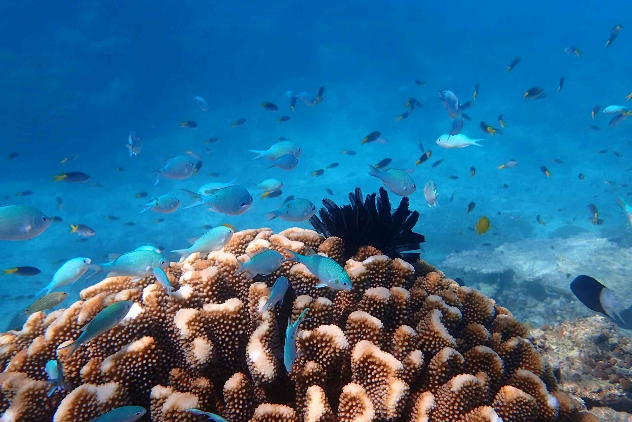 Private | Reef & Island | Outer Reef Snorkel & Dunk Island | Cairns to Townsville Day Return | 6.30am