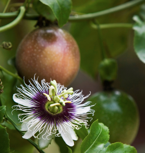 Private Forage for an Outback Gourmet Feast & Sightseeing