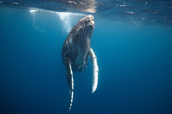 Swimming with Whales on the Sunshine Coast