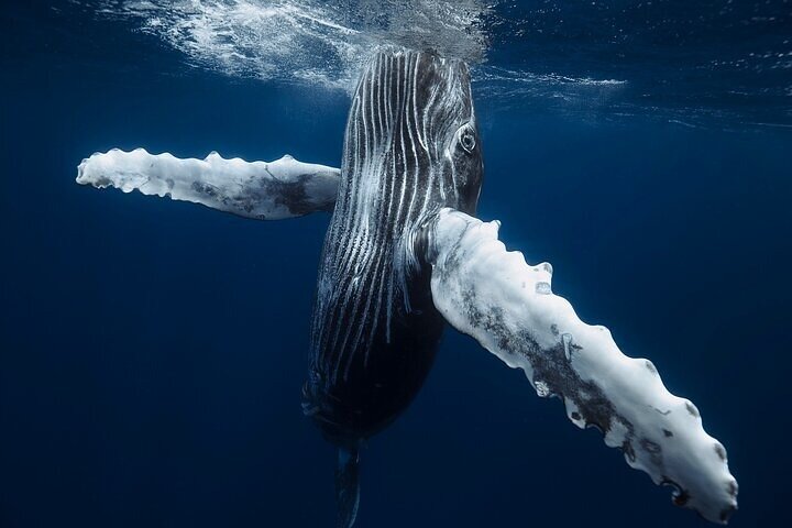 Swimming with Whales on the Sunshine Coast