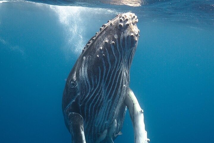 Swimming with Whales on the Sunshine Coast