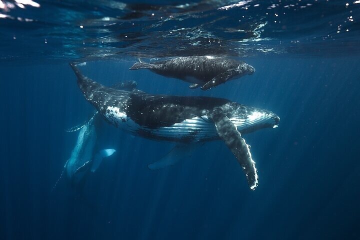 Swimming with Whales on the Sunshine Coast