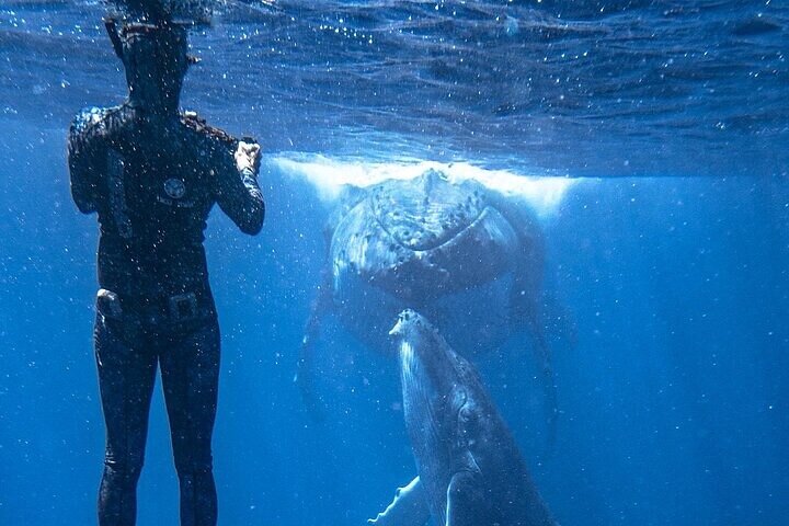 Swimming with Whales on the Sunshine Coast