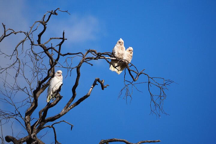 Sydney Wildlife Safari