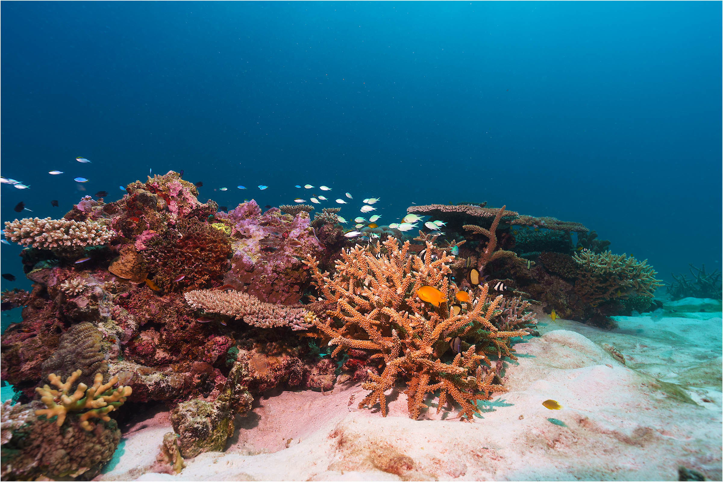 Lady Musgrave Experience Southern Great Barrier Reef Full Day Tour - Departs Bundaberg