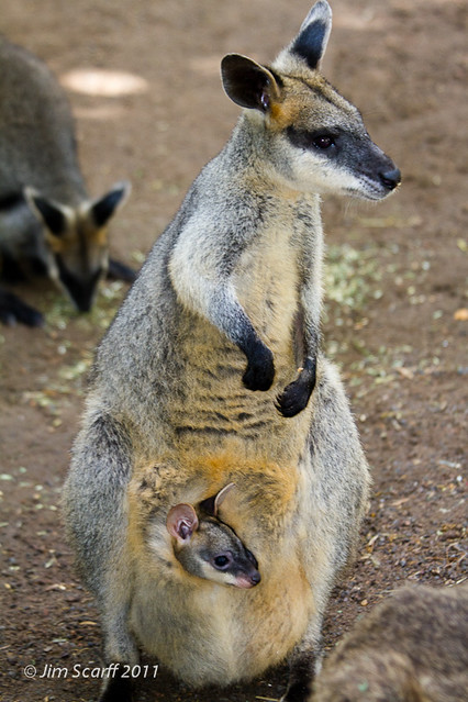 Private tour to Featherdale Wildlife Park