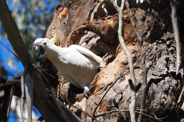 Sydney Wildlife Safari