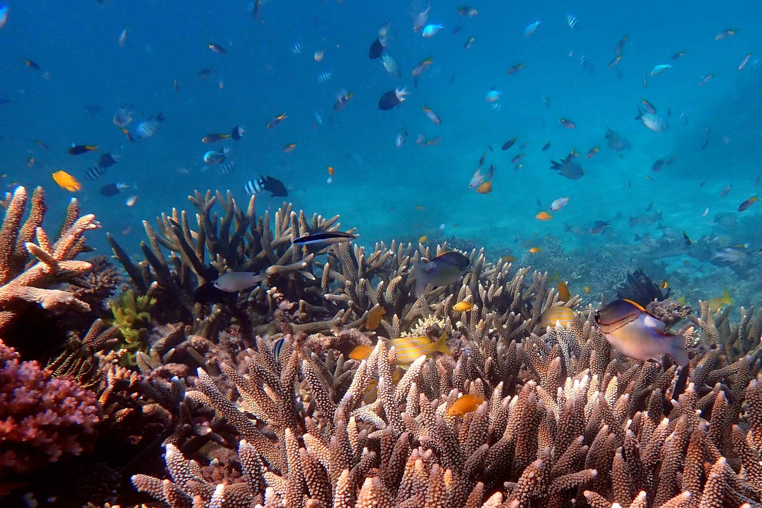 Reef & Island | Outer Great Barrier Reef & Dunk Island | Cairns Day Return | 6.30am