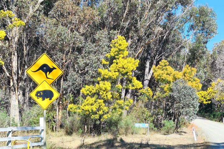 Sydney Wildlife Safari