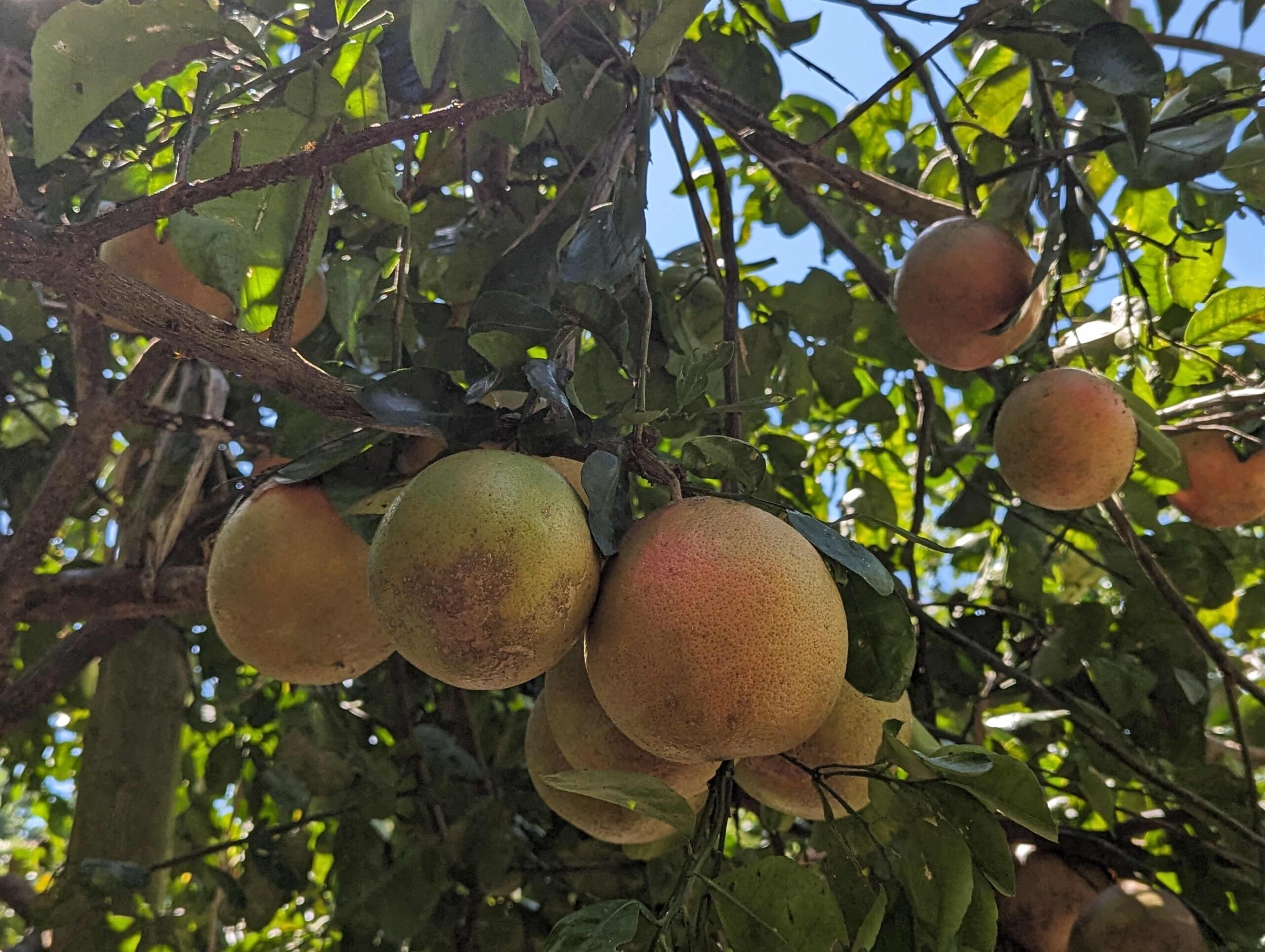 Private Forage for an Outback Gourmet Feast & Sightseeing