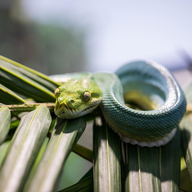 Private tour to Featherdale Wildlife Park