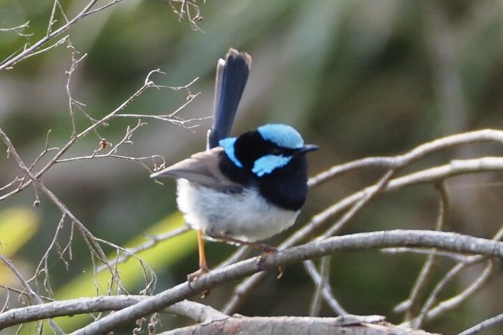 Sydney Wildlife Safari