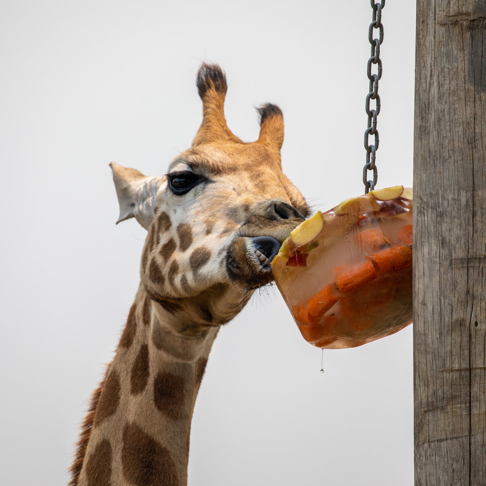 Private tour to Featherdale Wildlife Park