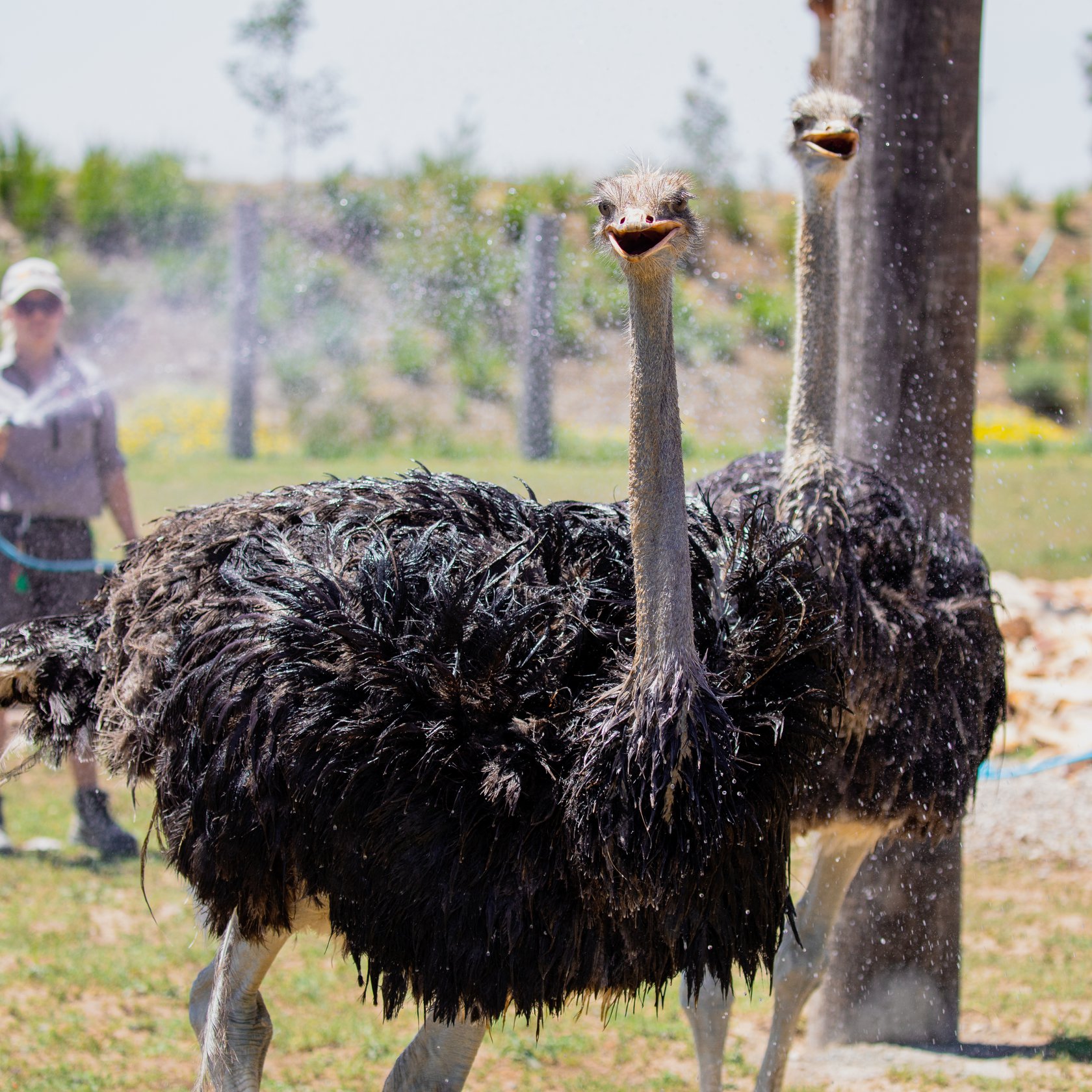 Private tour to Featherdale Wildlife Park