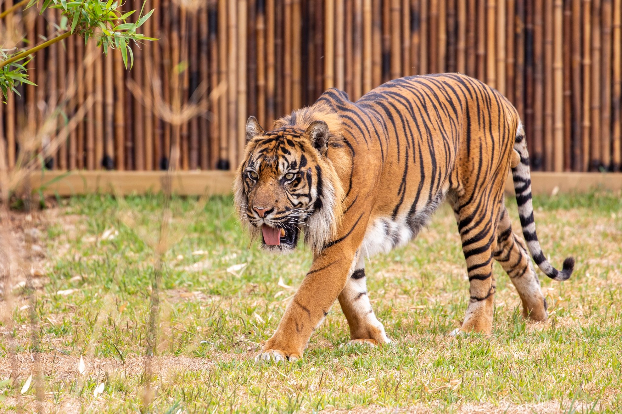 Private tour to Featherdale Wildlife Park