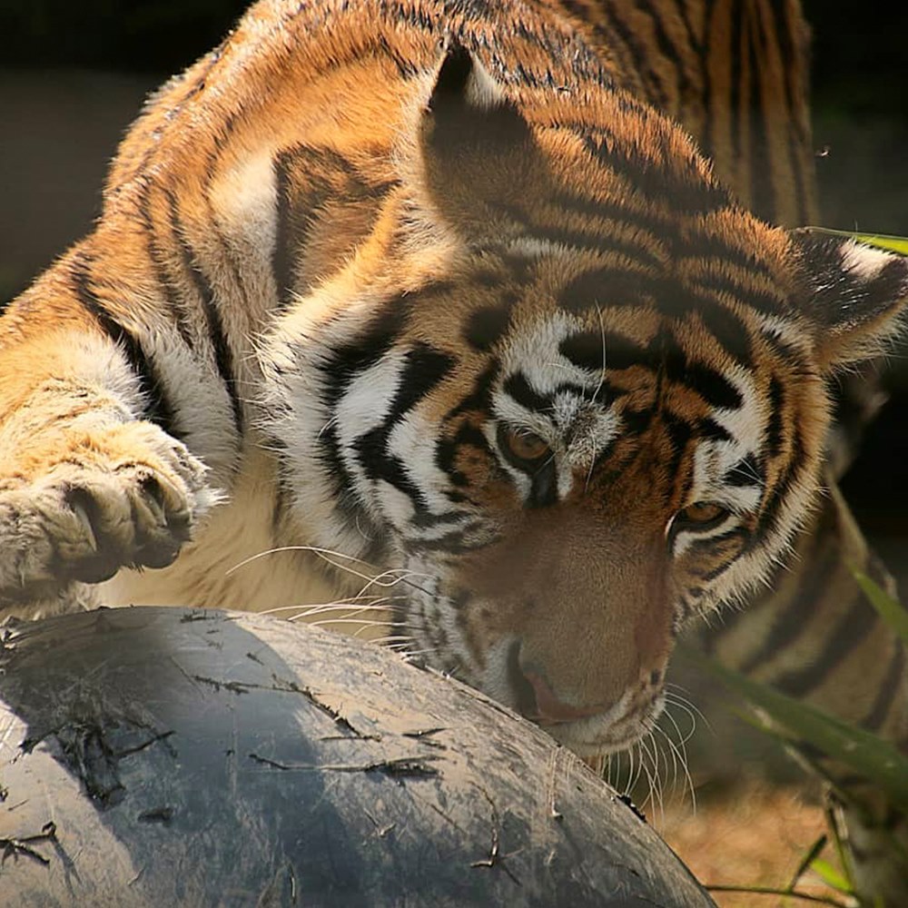 Private tour to Featherdale Wildlife Park