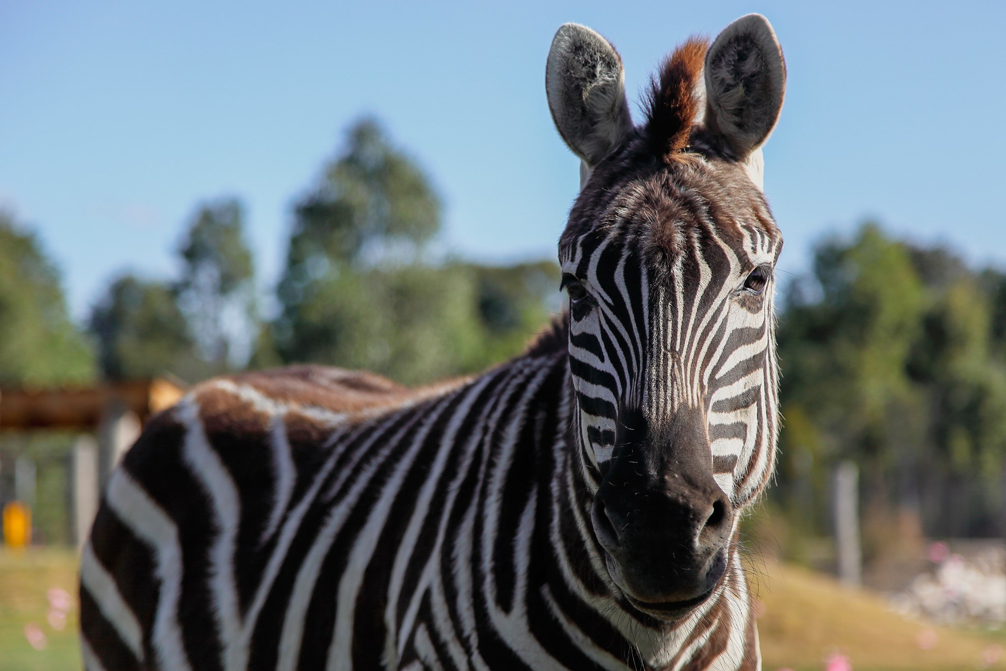 Private tour to Featherdale Wildlife Park