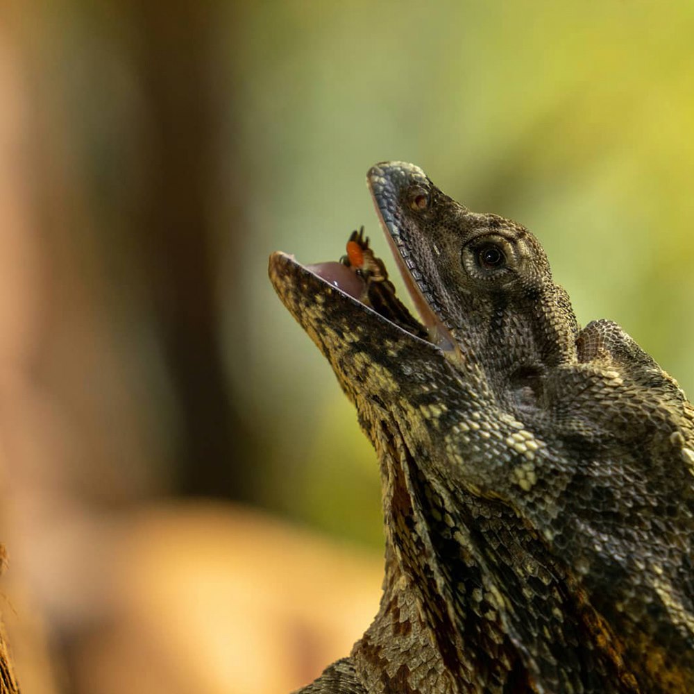 Private tour to Featherdale Wildlife Park