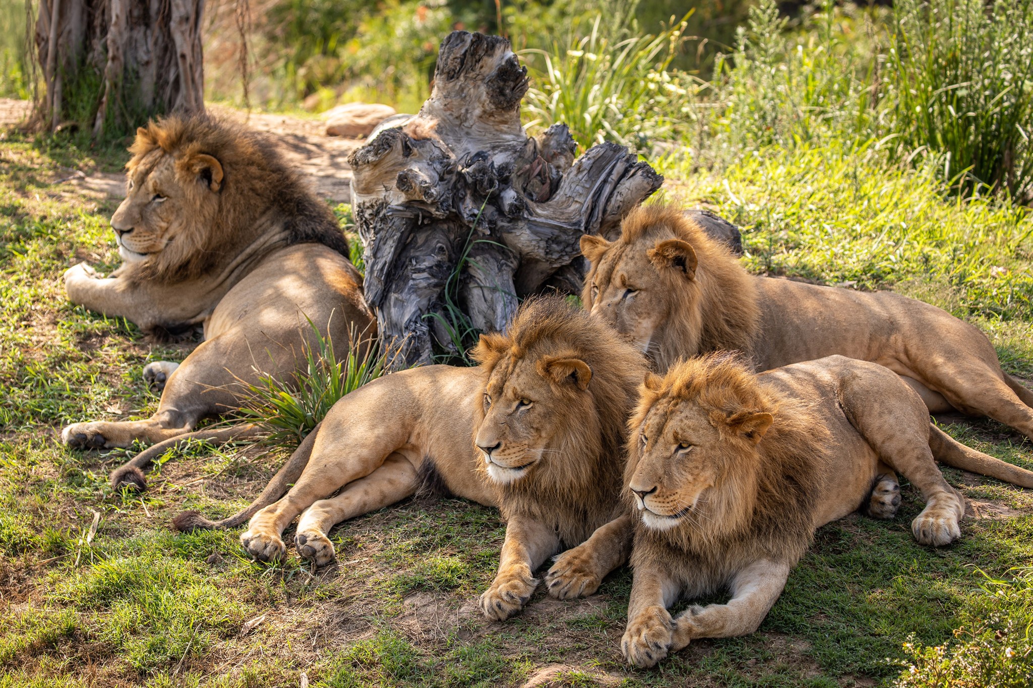 Private tour to Featherdale Wildlife Park