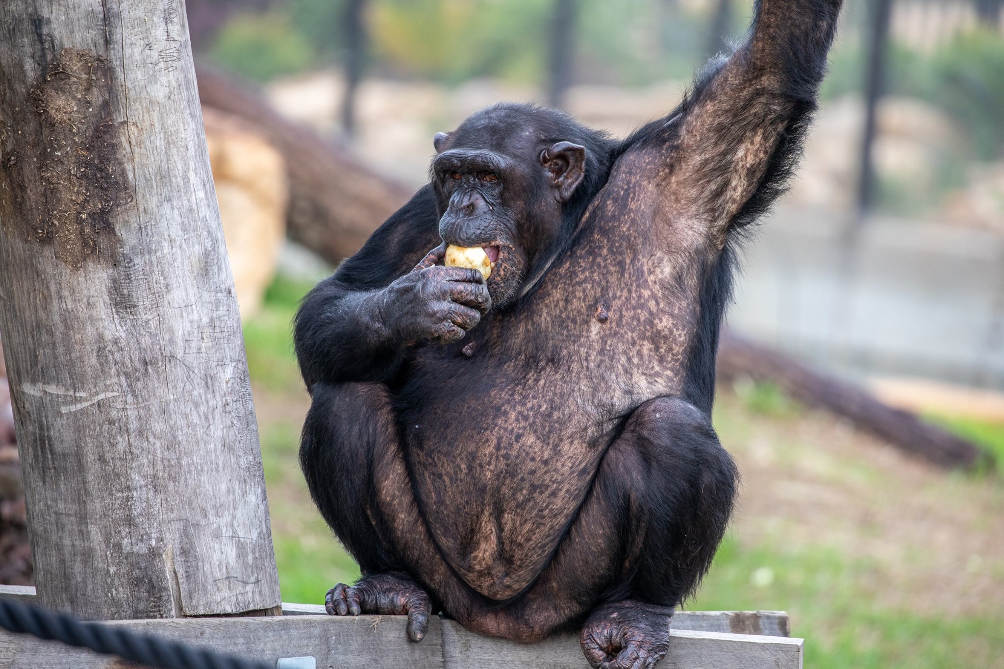 Private tour to Featherdale Wildlife Park