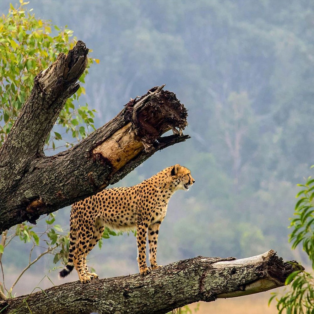 Private tour to Featherdale Wildlife Park