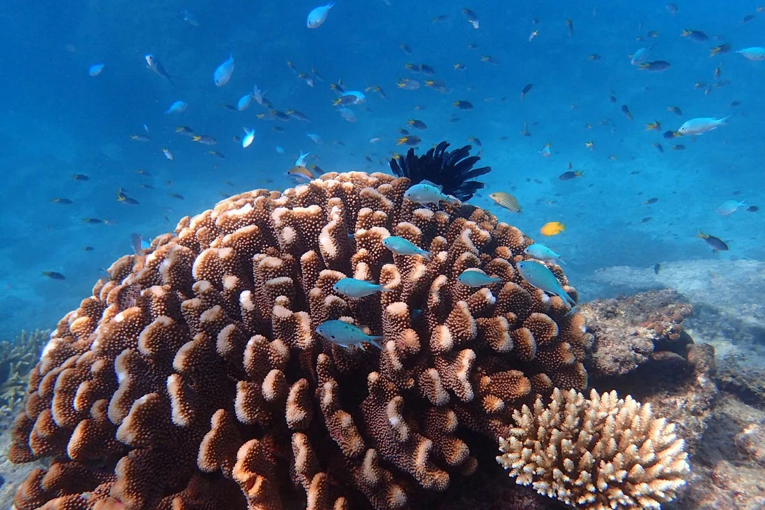 Reef & Island | Outer Great Barrier Reef & Dunk Island | Mission Beach Day Return | 9.00am